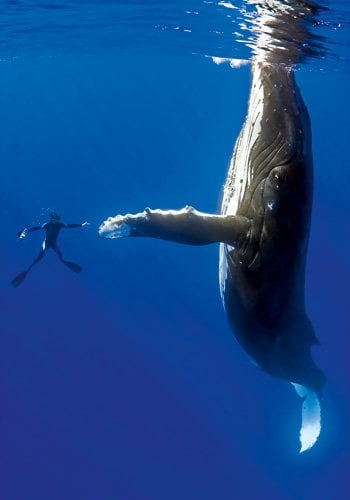 DIVING WATCHES - BLANCPAIN: The Man, The Watch and The Sea