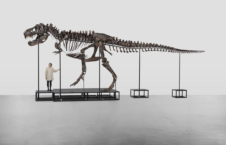 TRX-293 TRINITY Complete Tyrannosaurus rex skeleton Late Cretaceous, 65–67 million years. Three dig sites in the Hell Creek and Lance Creek Formations in Montana and Wyoming 11.6 × 3.9 × 2.65 m