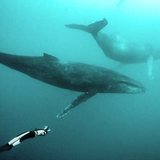 Pierre Frolla Swims with Humpback Whales